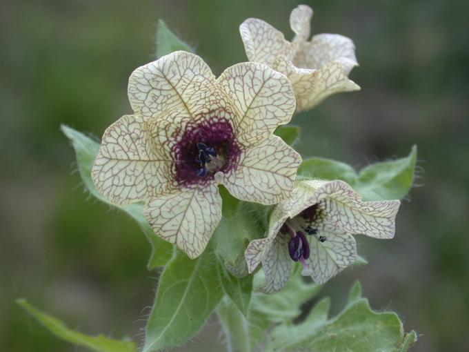 Blín černý (Hyoscyamus niger) - BBCH 65