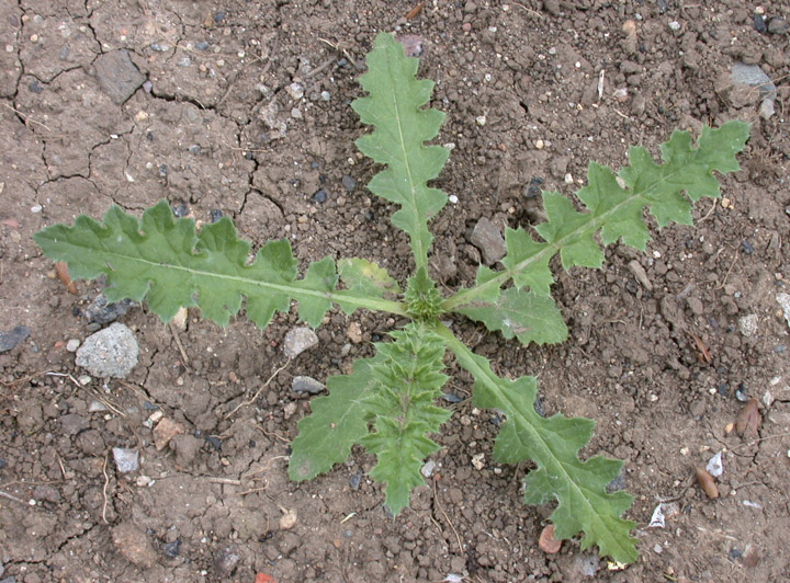 Bodlák obecný (Carduus acanthoides) - BBCH 18