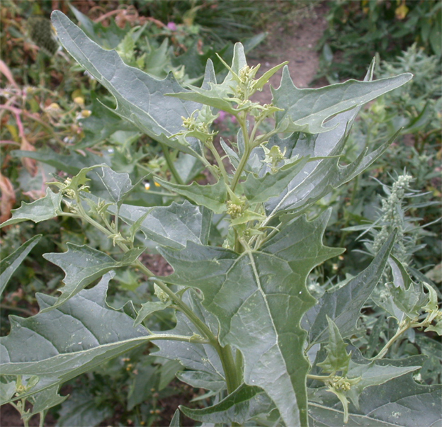 Lebeda lesklá (Atriplex sagittata) - BBCH 55