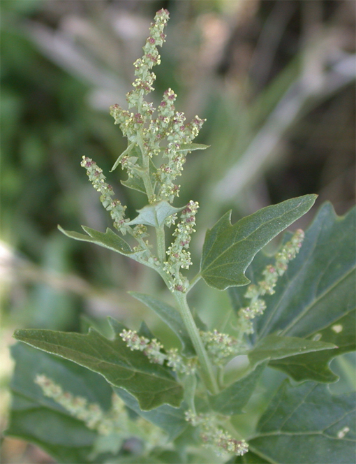 Lebeda lesklá (Atriplex sagittata) - BBCH 65