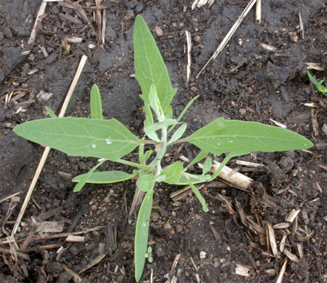 Lebeda rozkladitá (Atriplex patula) - BBCH 22