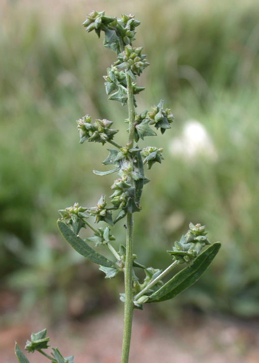 Lebeda rozkladitá (Atriplex patula) - BBCH 75