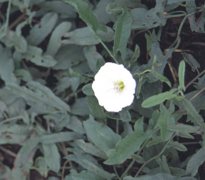 Svlačec rolní (Convolvulus arvensis) - BBCH 65