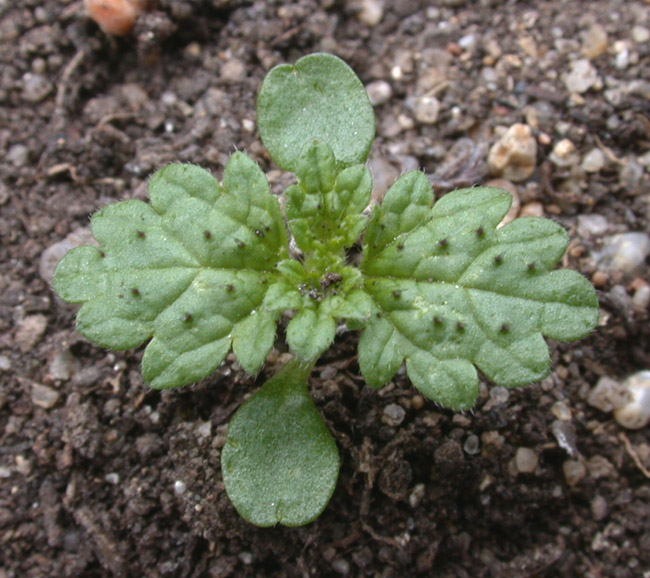 Kopřiva žahavka (Urtica urens) - BBCH 12