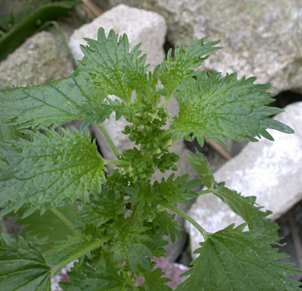 Kopřiva žahavka (Urtica urens) - BBCH 65