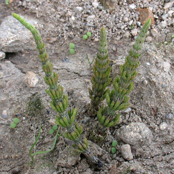 Přeslička rolní (Equisetum arvense) letní lodyha