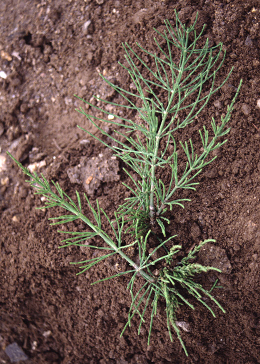 Přeslička rolní (Equisetum arvense) letní lodyha