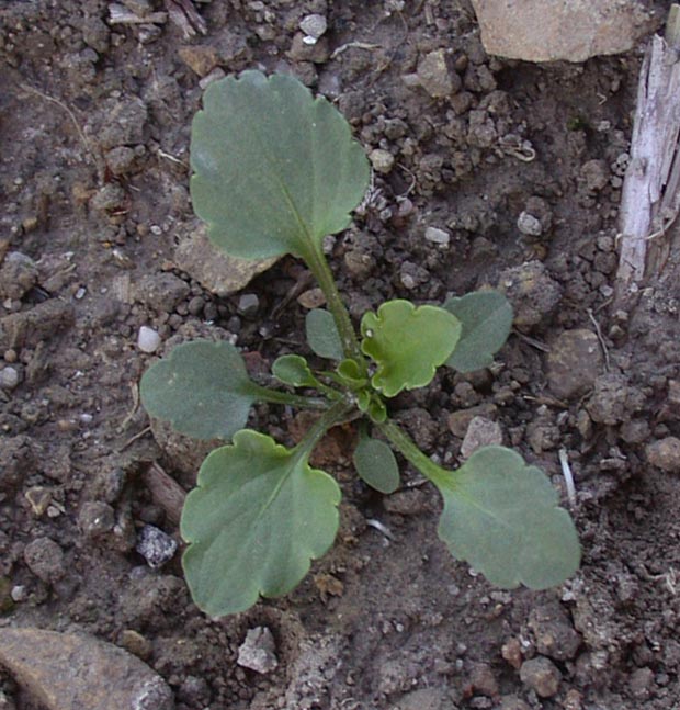 Violka rolní (Viola arvensis) - BBCH 16